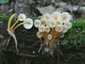 Sárgástönkű kígyógomba (Mycena renati), Budai-hegység